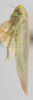 Habitus, lateral view: !! display not done !! on Balclutha abdominalis (Van Duzee, 1892): Lateral. (Observation).