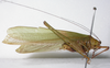CollectionObject 1536446; 7fbb12e7-3b5b-4ef4-85fe-9ab3e1be4567: male, lateral view (holotype). (CollectionObject).