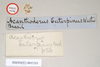 CollectionObject 1557609; NHMUK(SF IMPORT DUPLICATE) 845243, 394b3b61-6a8d-41f5-a1aa-1f76924523c8: copyright Natural History Museum, London. male, data labels of Bacteria spinosa (holotype). (CollectionObject).