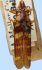 Habitus, dorsal view on Deselvana excavata (Le Peletier & Audinet-Serville, 1828): female: Deselvana excavata, Brazil, NCSU. (Observation).