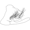 Pygofer, lateral view on Coloana latiprocessa Yang & Zhang, 2014: Pygofer, lateral view. (Observation).