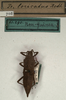CollectionObject 1562284; NMW 708, 57a29033-ed08-4978-945f-2d0d623ca9a6: copyright NMW, Vienna. female (holotype). (CollectionObject).