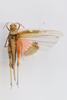 CollectionObject 1586673; 03b5da2c-3dc2-4953-95f9-be0b8c5de11a: female, dorsal view (paratype). (CollectionObject).