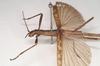 CollectionObject 1559139; 18de9399-c13d-434a-a238-42a9dc227728: copyright Natural History Museum, London. male: head and thorax, lateral view (syntype). (CollectionObject).;CollectionObject 1559140; 72b1980c-941b-4f93-8ee5-e9ed0faa7475: copyright Natural History Museum, London. male: head and thorax, lateral view (syntype). (CollectionObject).