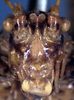 CollectionObject 1517007; dbc295df-4183-4881-9f28-1f654ac5c35d: female face (syntype). (CollectionObject).