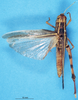CollectionObject 1574925; 4d778cef-1c31-4771-84a8-29191f3b0d39: female, dorsal view (paralectotype of Terpillaria picta). (CollectionObject).