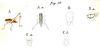 Pl. 15, Fig. 19. Rhacocleis dorsata, male (body length 12 mm, pronotum 4 mm, tegmina 1.5 mm, hind femur 15 mm): A habitus, B pronotum dorsal and lateral, C abdomen tip dorsal and ventral. Depicts Yersinella raymondii (Yersin, 1860), an Otu.