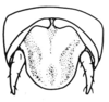 Arminda fuerteventurae Holzapfel, 1972: Fig. 3 A. male abdomen tip, dorsal view. (Otu).