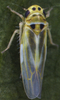 Habitus, dorsal view on Arboridia (Arboridia) pusilla (Ribaut, 1936): Habitus (female). (Observation).