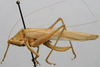 CollectionObject 1535034; b7182fef-3c1a-4af3-9407-f0a342186a30: female habitus, lateral view (syntype). (CollectionObject).