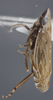 Habitus, lateral view: !! display not done !! on Flexamia reflexa (Osborn & Ball, 1897): Lateral. (Observation).