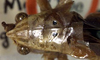 CollectionObject 1516725; f71a2da1-de7a-4494-b59d-aa7d6d69b76b: female nymph, dorsal view (holotype). (CollectionObject).