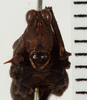 CollectionObject 1529913; NHRS NRM-ORTH 12991, 0700390f-dee0-4cb3-a3a5-2ce06d049d99: female, frontal view (holotype). (CollectionObject).