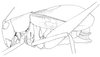 Marenestha inconspicua Brunner von Wattenwyl, 1878: pencil drawing, 2003. male from Chile in ANSP, det. Grant 1965 (body length 10 mm, pencil drawing). (Otu).
