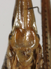 CollectionObject 1535996; 5ea0c803-215c-47ef-83f4-9fae6c5a2166: female subgenital plate (paratype). (CollectionObject).