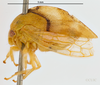 Habitus, lateral view: !! display not done !! on Cyrtolobus cinctus Van Duzee, 1908: (Observation).