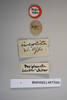 CollectionObject 1552783; NHMUK(SF IMPORT DUPLICATE) BMNH(E) 877000, 570703e4-4421-4865-9ab8-1cf7ed076049: Copyright NHM, London. Holotype of synonym Periplaneta insolita, data labels. (CollectionObject).
