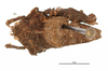 CollectionObject 1567873; 8b1928e4-9846-4380-9327-56d5beffceeb: male, dorsal view (no type). (CollectionObject).
