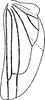Hind wing: !! display not done !! on Limassolla (Limassolla) varians (Ramakrishnan & Menon, 1972): Hind wing. (Observation).