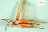 CollectionObject 1580259; 34a4494c-3520-4ade-8c14-b2f39d54fe78: male, ventral view (paralectotype). (CollectionObject).