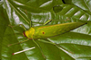CollectionObject 1576916; e3f2a482-a247-4e6f-89c4-deb7e2f702eb, CH3440: male, dorso-lateral view. (CollectionObject).