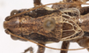 CollectionObject 1527094; a7c021dc-e47e-4d89-8eed-12c2f21dac40: male pronotum and tegmina, dorsal view (holotype). (CollectionObject).