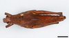 CollectionObject 2229782; 92410cbd-7eda-48bd-b855-f42206d14727: female, dorsal view (paratype). (CollectionObject).