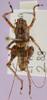 CollectionObject 1575953; f0f1cf05-48a5-4f0a-bda2-c96480e14f1d, cbt039s03: male, dorsal view (paratype). (CollectionObject).