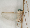 CollectionObject 1561934; 9baf44c1-018d-430c-ade2-e0069b19dd4b, NMW 1087: copyright NMW, Vienna. male, wings of synonym Sipyloidea debilitata (holotype). (CollectionObject).