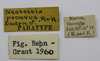 CollectionObject 1590309; 1b3548fa-e4bc-4d92-93d7-c1d5d45bf43a: labels (allotpe). (CollectionObject).