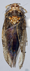 Habitus, dorsal view: (Observation).