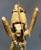 CollectionObject 1534992; 17910123-460b-4ab9-9218-02654dfaa74b: male, frontal view (syntype). (CollectionObject).