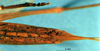 CollectionObject 1516838; 5316656a-e5d3-4b3d-8b5f-8be273231ef4: female subgenital plate (holotype). (CollectionObject).