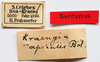 CollectionObject 1584367; feadf7d7-92ed-44dd-ba05-13469ec061a0: labels (syntype). (CollectionObject).