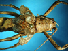 CollectionObject 1500393; c9456699-26d2-4e6a-bd06-3193c8f8fed9, DORSA BTpolscuS01: male head and pronotum dorsal view (syntype). (CollectionObject).