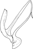 Aedeagus, lateral view on Anufrievia zelta Dworakowska, 1977: Aedeagus, lateral view. (Observation).