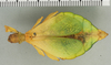 CollectionObject 1561225; 26a2b213-b116-4406-9dd7-a8a0fa79c27d: copyright ANSP. female (holotype). (CollectionObject).