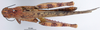 CollectionObject 1530675; eabd2fc9-d04a-4d98-b395-e72ce5615a26: female, dorsal view (syntype). (CollectionObject).