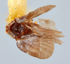 Habitus, dorsal view on Cedusa zaxoza Kramer, 1986: (Observation).
