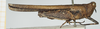 CollectionObject 1518013; 417c4a0c-c62a-4ac4-a847-567cd4fd9f33, NHMUK10924492: male, lateral view (holotype). (CollectionObject).