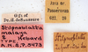 Stilpnoblatta malaya Hebard, 1929: Photo by Heidi Hopkins. labels. (Otu).