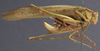 CollectionObject 1505855; d3407ae9-2a7d-453a-af00-79d1ecb72a9e: female, lateral view (holotype). (CollectionObject).