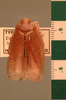 Pseudophoraspis nebulosa (Burmeister, 1838): Copyright UMO, Oxford. Type of synonym Epilampra scita, dorsal view, Copyright UMO, Oxford. (Otu).