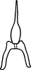 Connective on Anufrievia confluensa Tan, Jiang & Song, 2021: (Observation).
