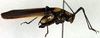 CollectionObject 1500589; 77363a4d-0dfb-4569-bed8-b35556572544, DORSA BTprograHTM: male, lateral view (holotype). (CollectionObject).