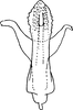 Aedeagus, ventral view on Dziwneono olszewskii Dworakowska, 1972: Aedeagus, ventral view. (Observation).
