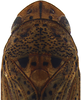 Head on Coarctana striata Domahovski & Cavichioli, 2023: Male holotype [DZUP]: head, pronotum and mesonotum, dorsal view. (Observation).