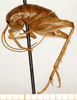 CollectionObject 1499248; afe3562d-1659-4604-8ede-2e2b7f6cd687: male, lateral view (holotype). (CollectionObject).