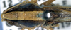 CollectionObject 1504124; 062dfe11-028d-4114-8ab6-a30668a83715: male pronotum and wings (holotype). (CollectionObject).