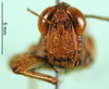 CollectionObject 1501660; 8fbcc921-acd9-4cdf-96a2-99effe0bdacd, DORSA BA000133S01: male, frontal view (holotype). (CollectionObject).